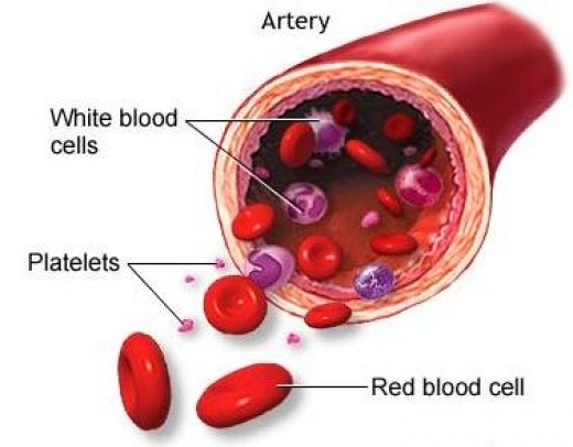 low-white-blood-cell-count-in-dogs-wag-youtube